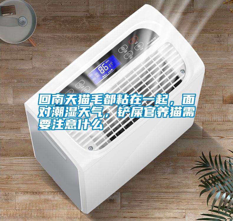 回南天貓毛都粘在一起，面對潮濕天氣，鏟屎官養(yǎng)貓需要注意什么