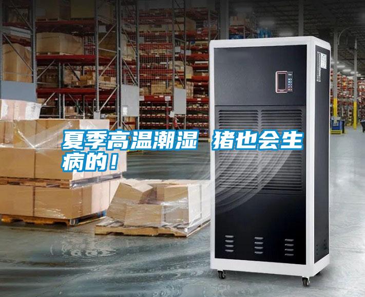 夏季高溫潮濕 豬也會(huì)生病的！