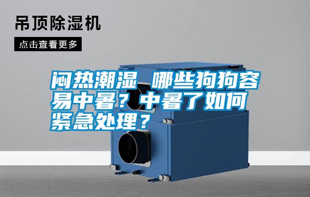 悶熱潮濕 哪些狗狗容易中暑？中暑了如何緊急處理？