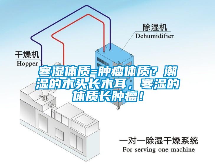 寒濕體質=腫瘤體質？潮濕的木頭長木耳，寒濕的體質長腫瘤！