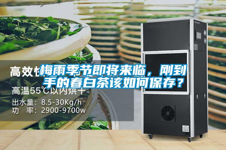 梅雨季節(jié)即將來臨，剛到手的春白茶該如何保存？