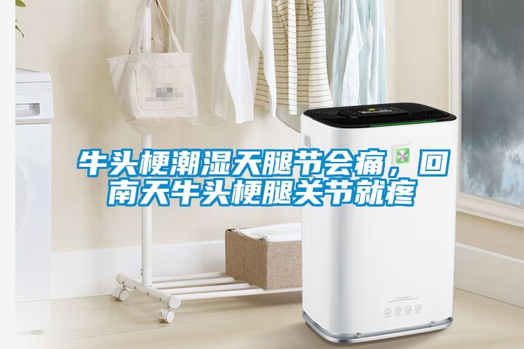 牛頭梗潮濕天腿節(jié)會痛，回南天牛頭梗腿關節(jié)就疼