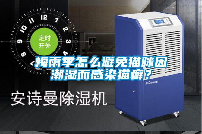 梅雨季怎么避免貓咪因潮濕而感染貓癬？