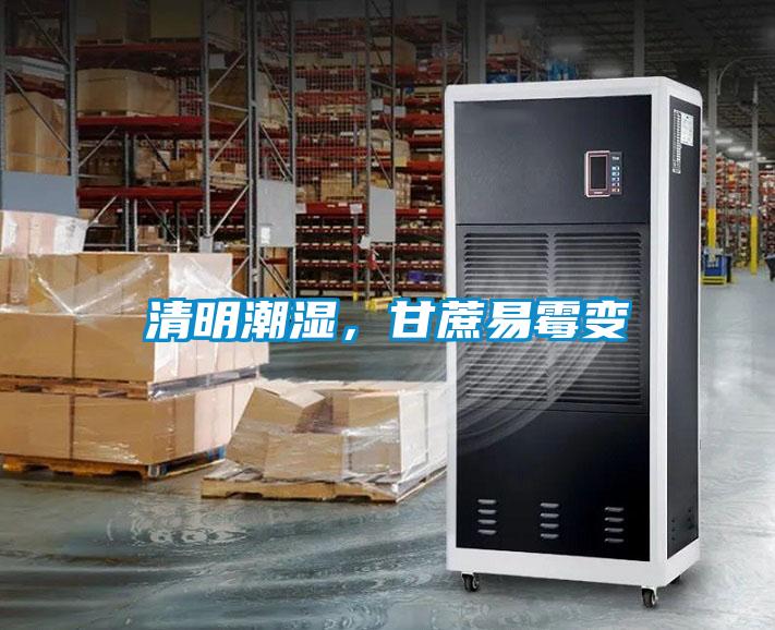 清明潮濕，甘蔗易霉變