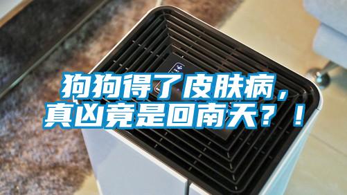 狗狗得了皮膚病，真兇竟是回南天？！