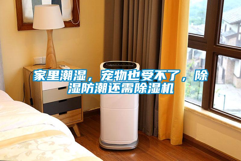 家里潮濕，寵物也受不了，除濕防潮還需除濕機(jī)
