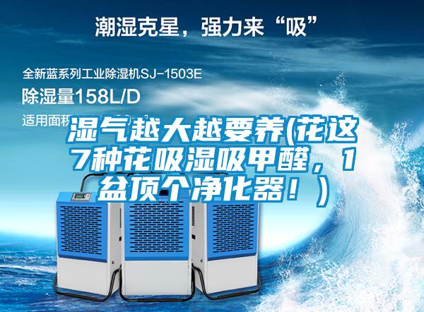 濕氣越大越要養(yǎng)(花這7種花吸濕吸甲醛，1盆頂個凈化器！)