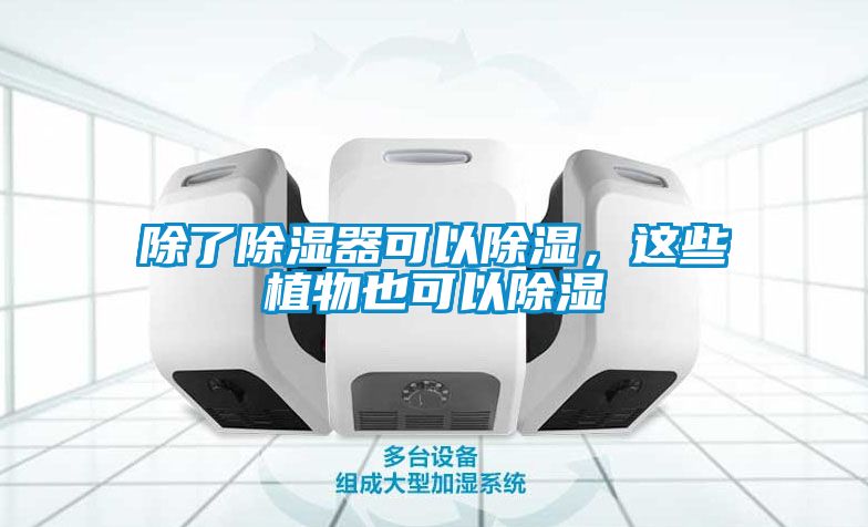 除了除濕器可以除濕，這些植物也可以除濕