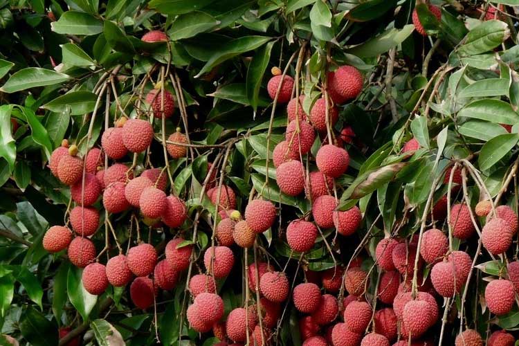 如何選擇荔枝烘干機(jī)改善荔枝干果？ 荔枝烘干機(jī)